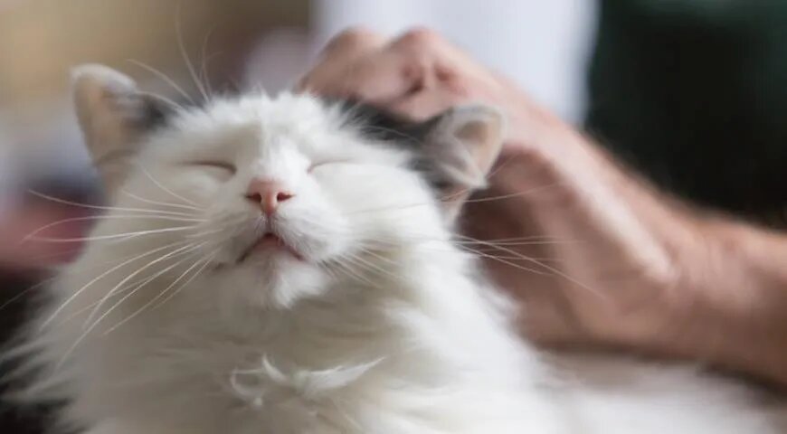   Как отметить Всемирный день домашних животных (Shutterstock/FOTODOM)