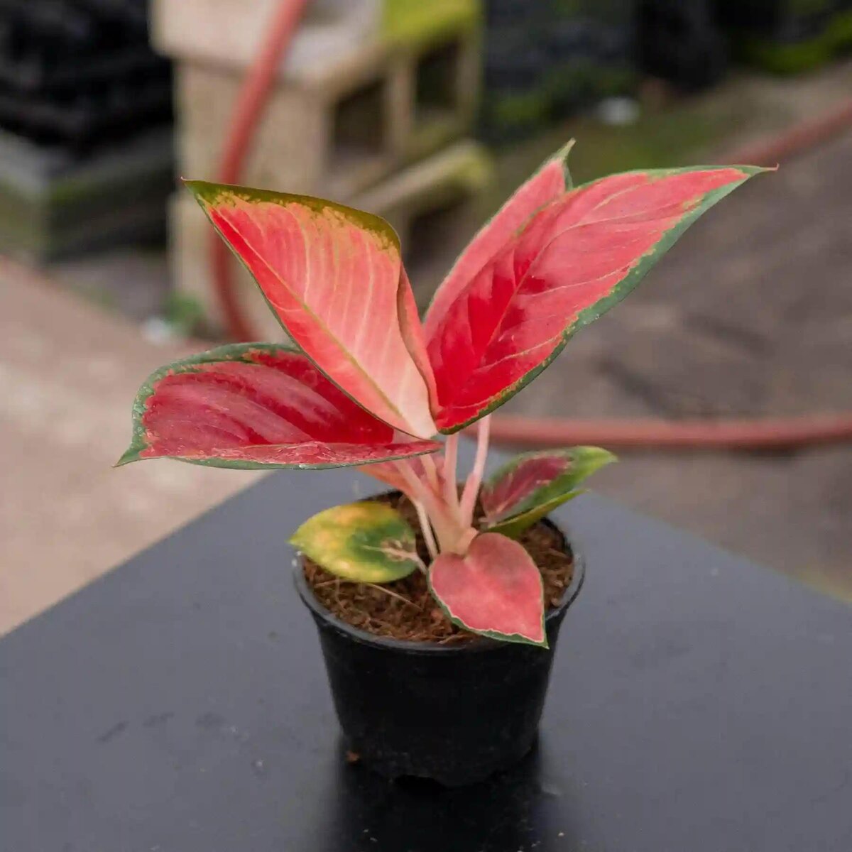 abriellaplants.com
