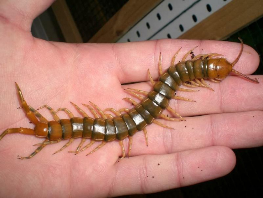 Сколопендра. Фото с сайта https://bloknot-novorossiysk.ru/