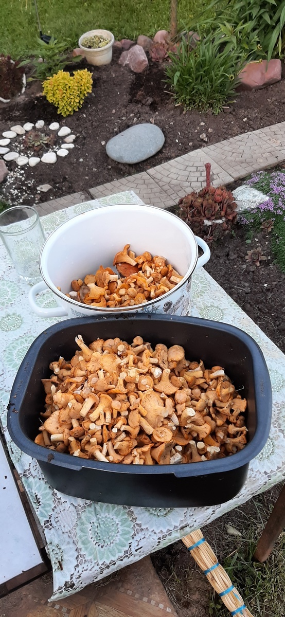 На фото лисички 21.06