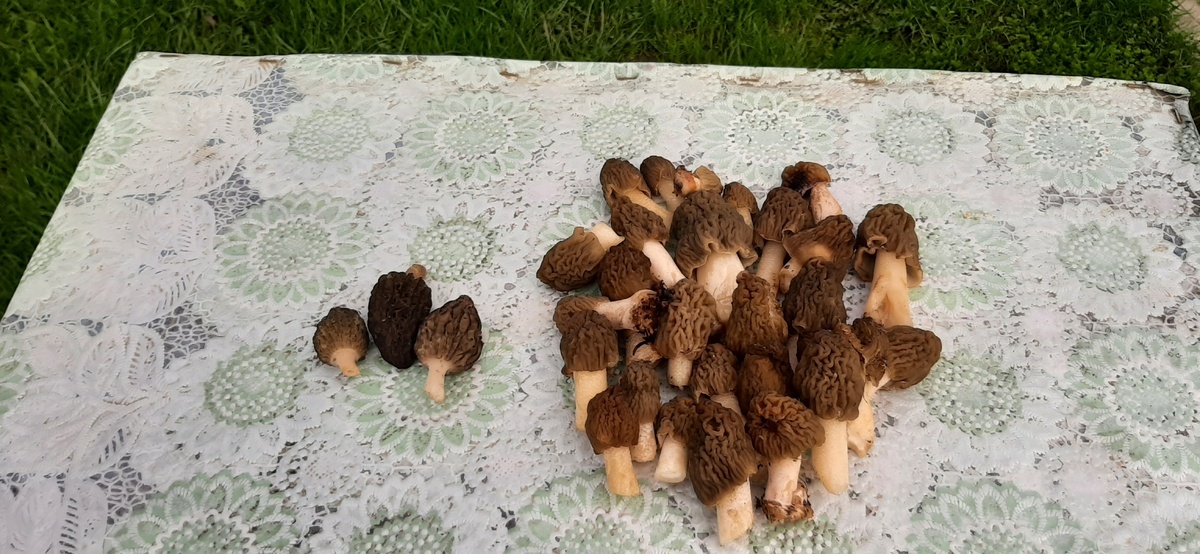 Это 21.04 первые в жизни найденные мною сморчки и шапочки.