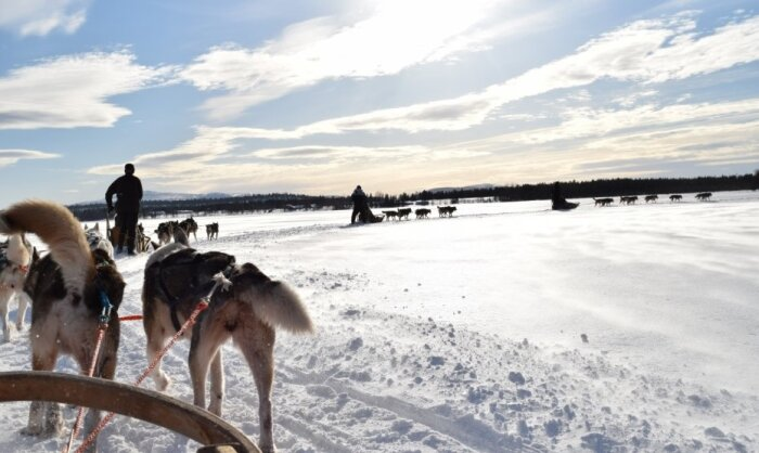 Ездовые собаки – серьёзные животные, которые не терпят фамильярности. Они живут по законам строгой иерархии, как волчья стая, и признают власть только каюра/ Фото: pxhere.com