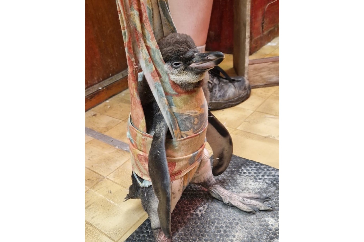 dudley.zoo / Instagram (входит в корпорацию Meta, признана экстремистской и запрещена в России)📷Самка пингвина Гумбольдта по имени Флоп