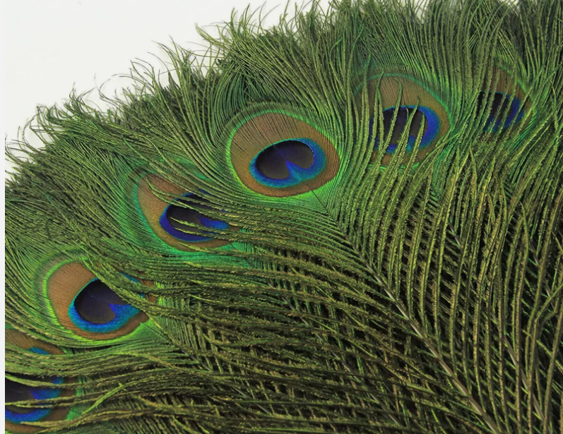Оперения павлина