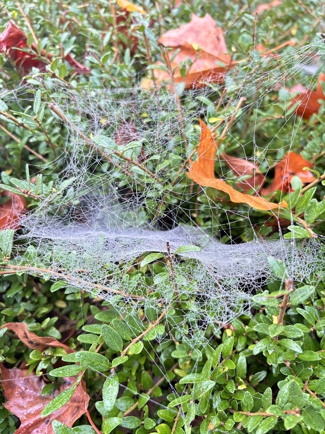 Мы словно застряли в паутине