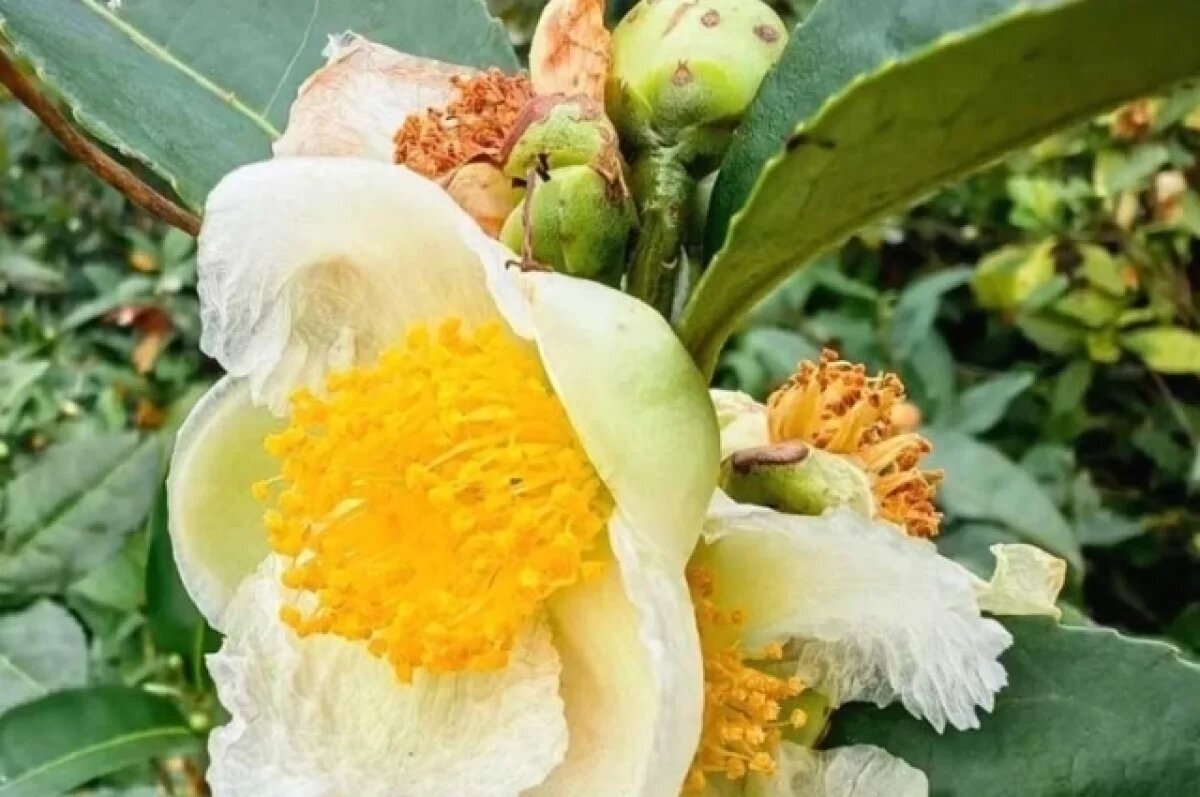    В Сочи появились цветы на «чайном кусте»