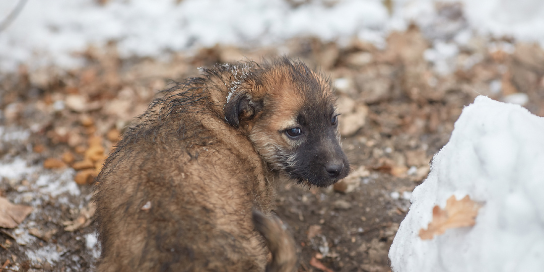 Как помочь бездомным животным
