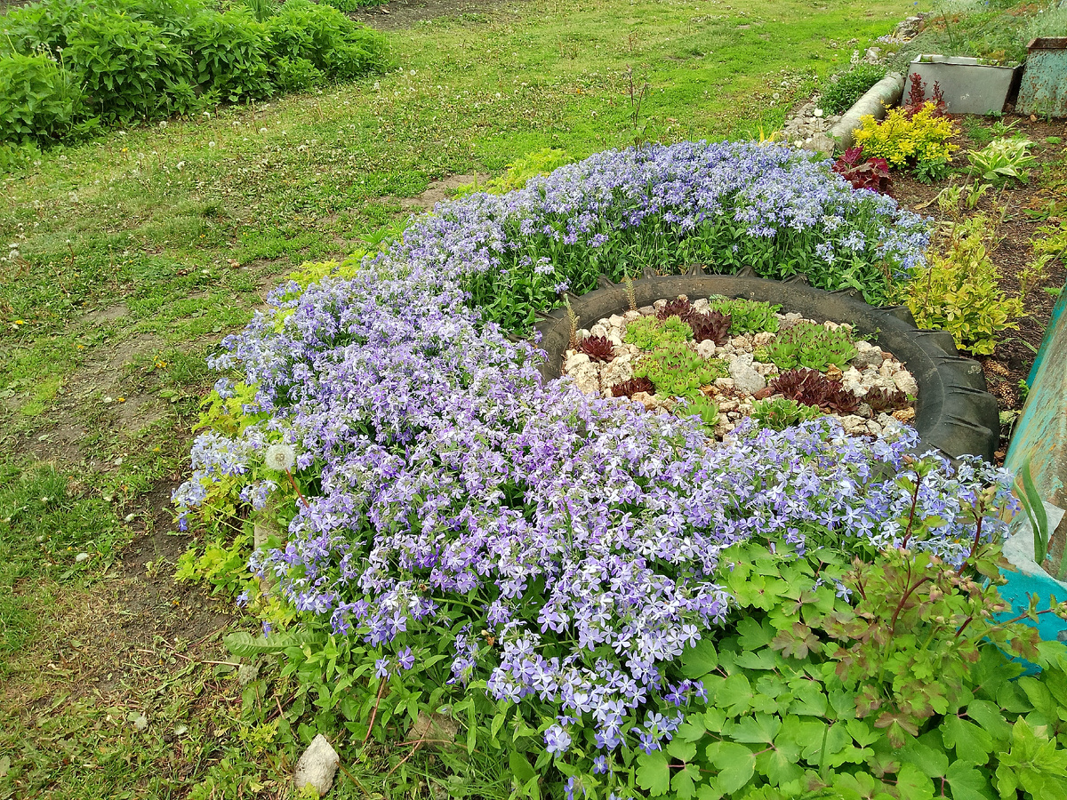 Флокс растопыренный