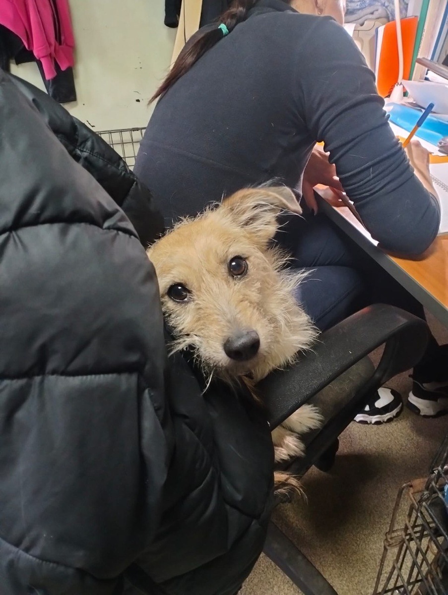 Кресло, это излюбленное местечко Пса