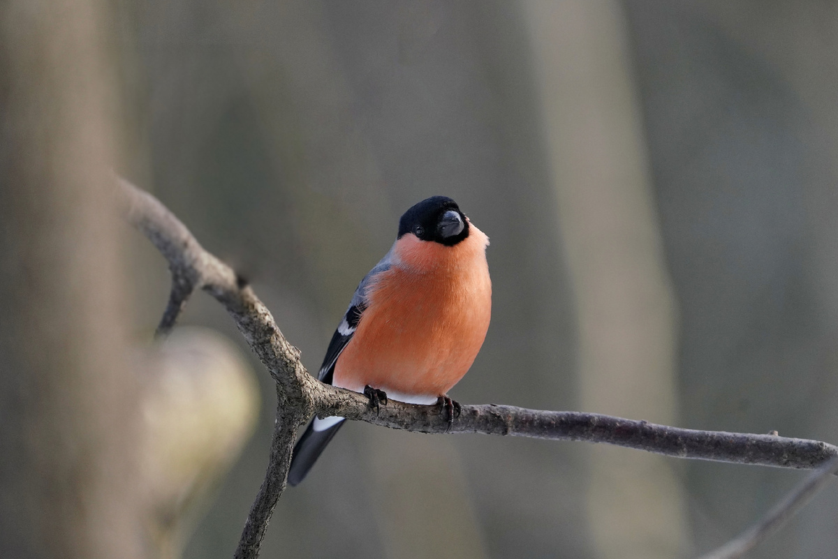 Обыкновенный снегирь