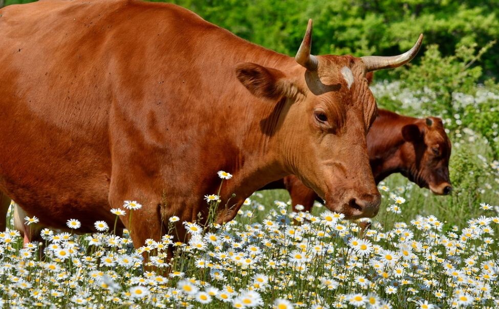 Источник: chgtrk.ru