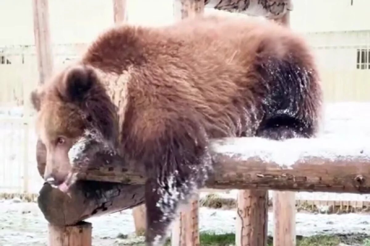    Известный камчатский медвежонок Потапыч впервые вышел в вольер