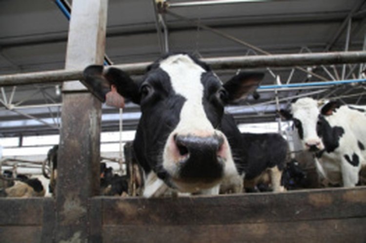    Чем выгоден агроконтракт для развития сельской кооперации