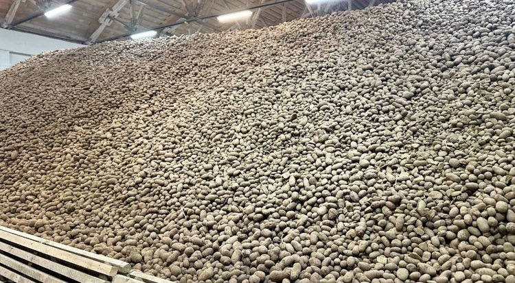    Сахалинские овощеводы противостояли погоде весь 2024 год