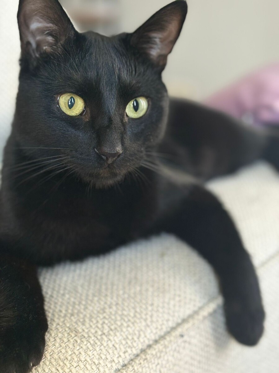 Кто узнает в этом коте того маленького пугливого котёнка из подвала?