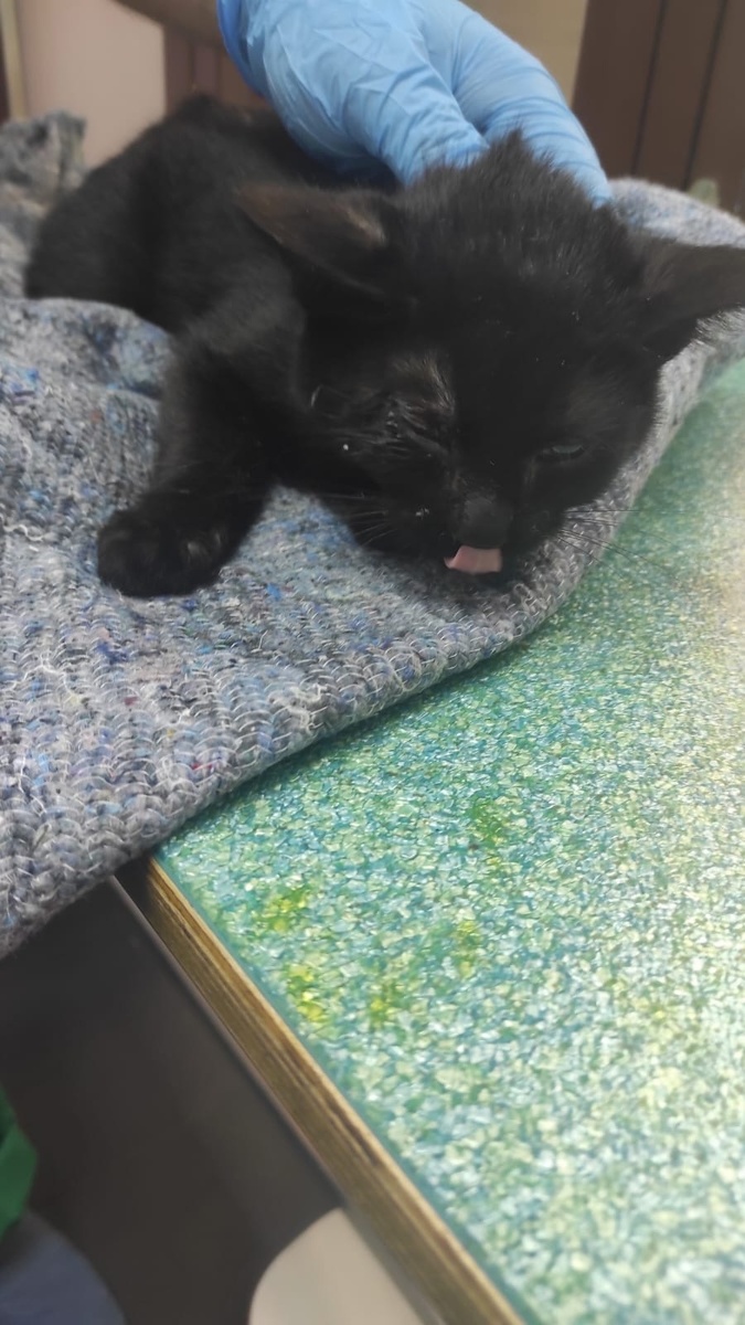 Вот такой малыш приехал из подвала в Зооцентр