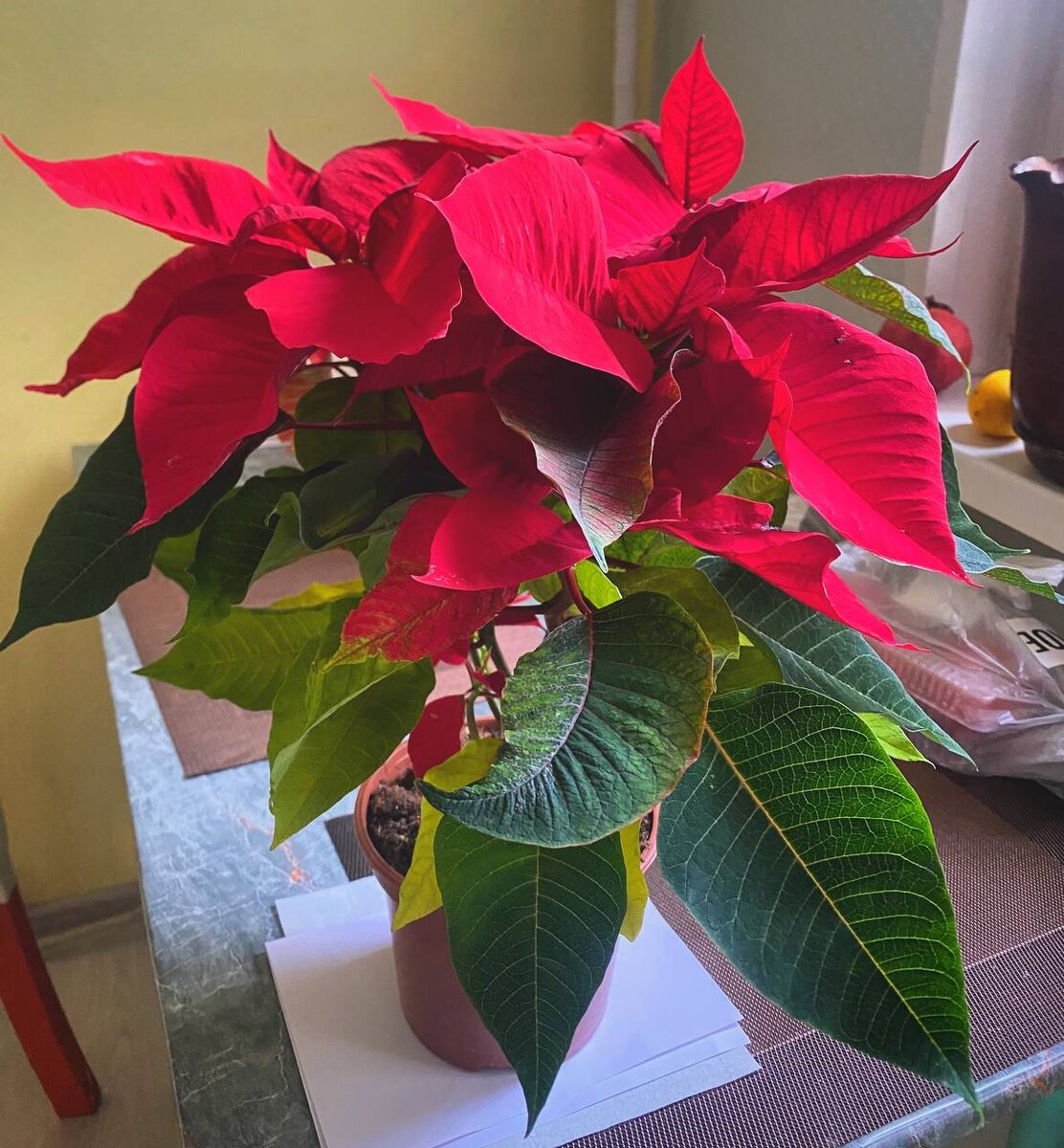 Пуансетия: Красавица на Подоконнике в Период Цветения