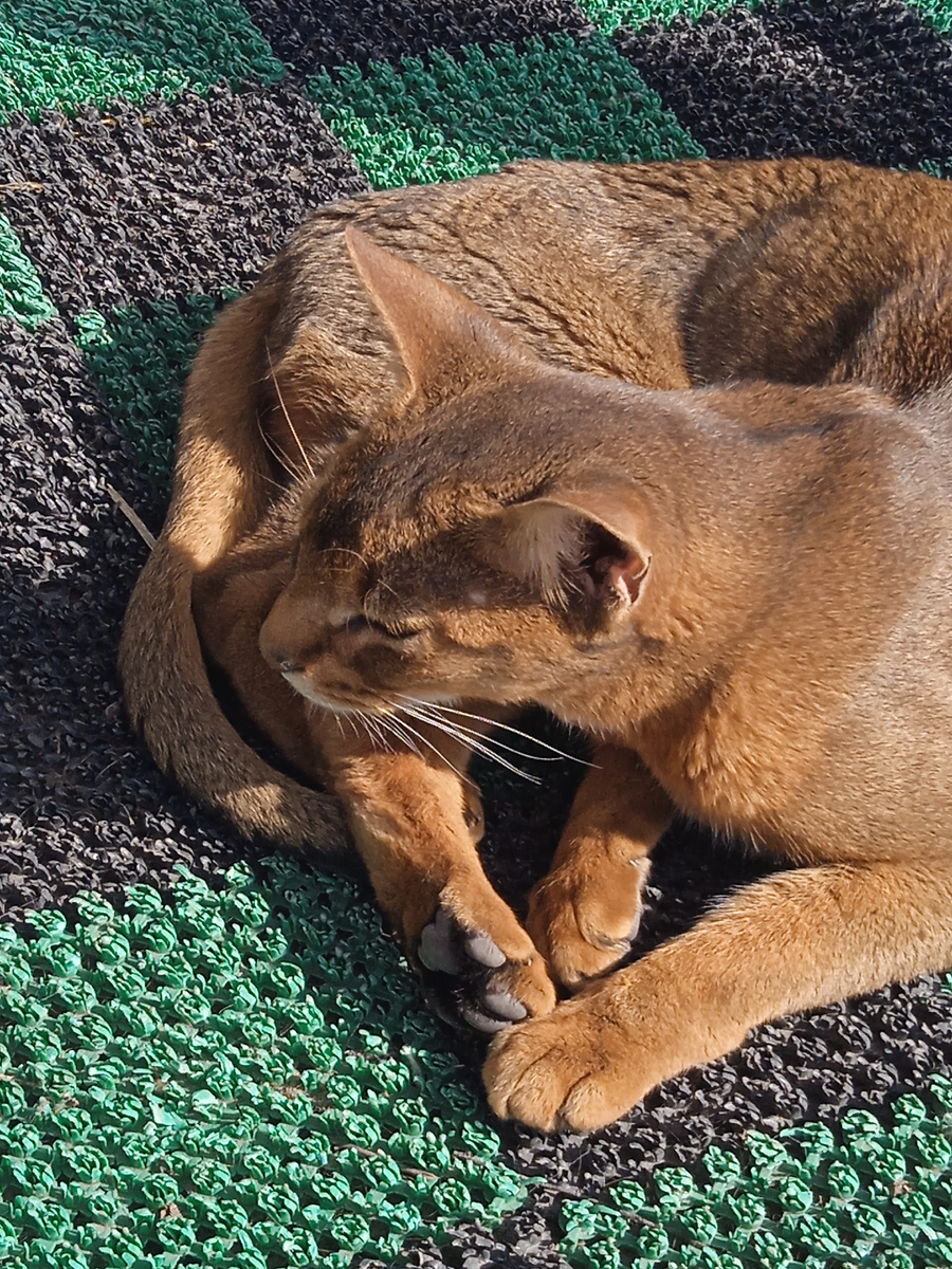 Виновник разборок дремлет на нашем крылечке