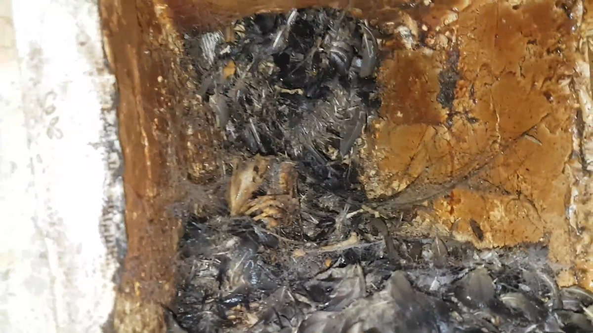 Знакомьтесь, голубь