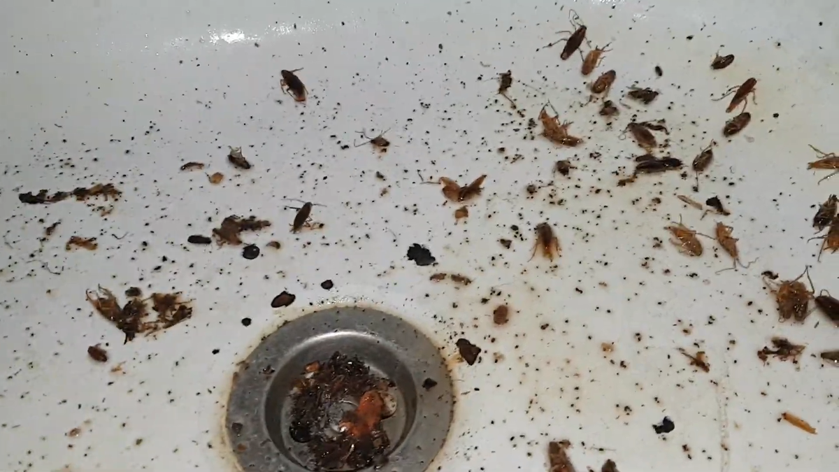 Тараканы в раковине