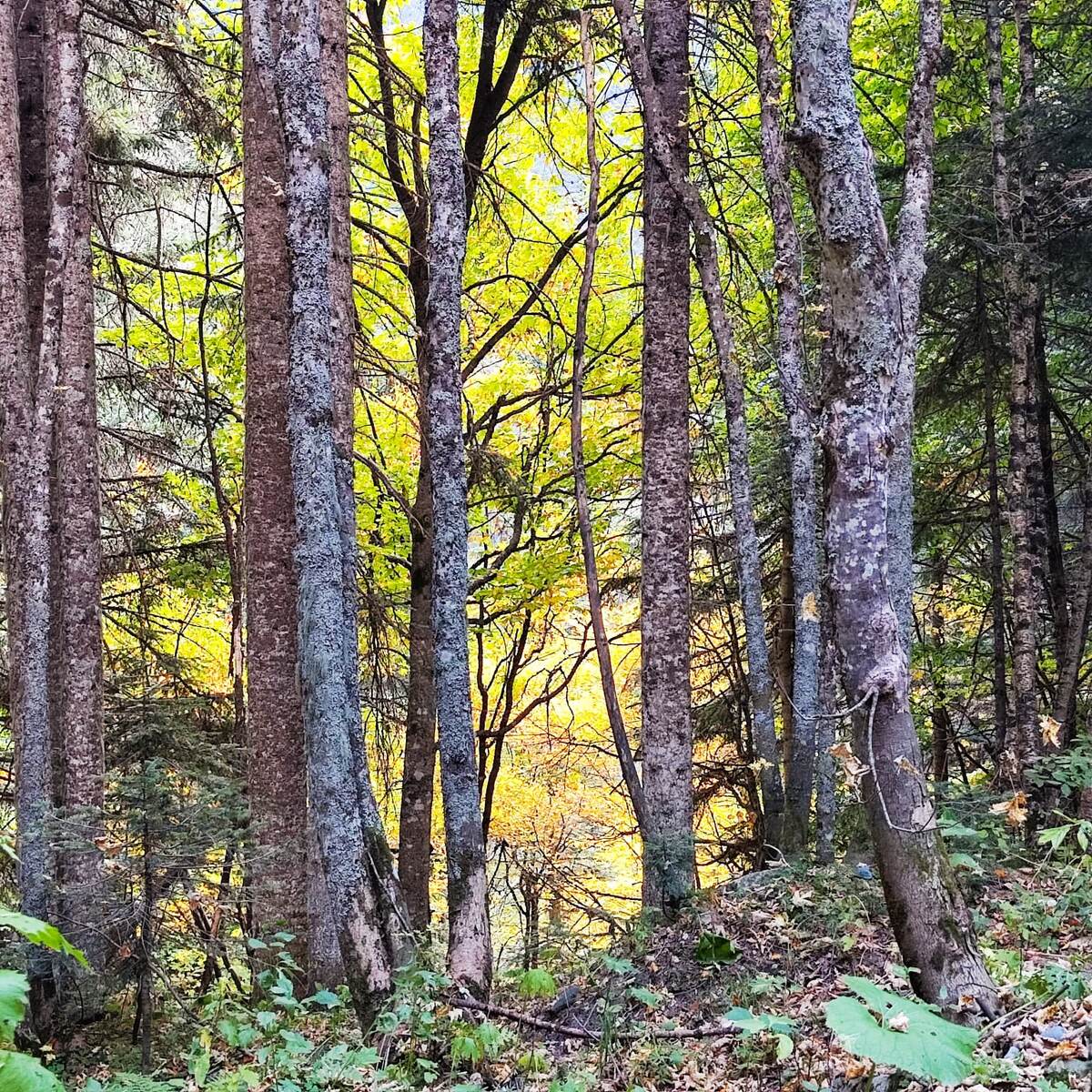 Сон про лампу и врача