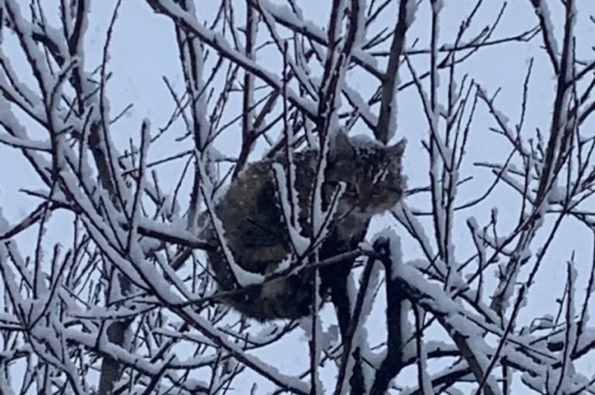    Синоптики рассказали, какая погода ждет жителей Башкирии в декабре