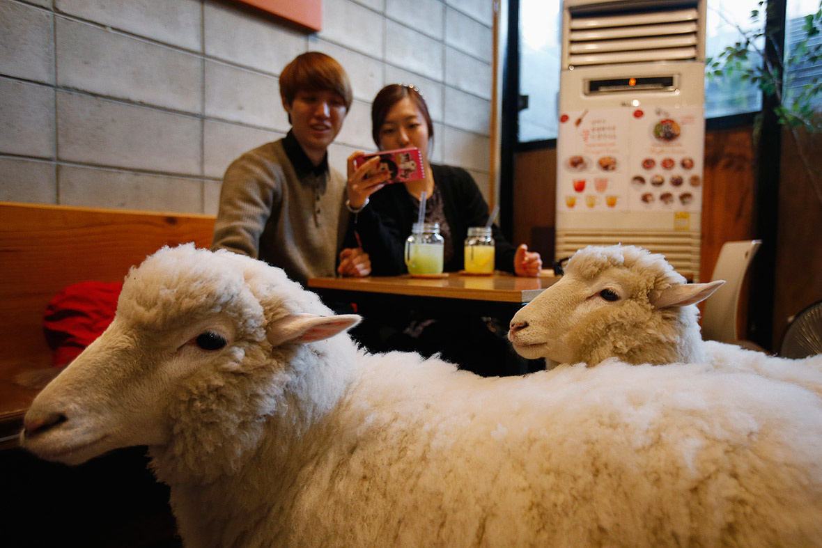 В кафе с животными вы можете потрогать и даже поиграть с разными зверьками