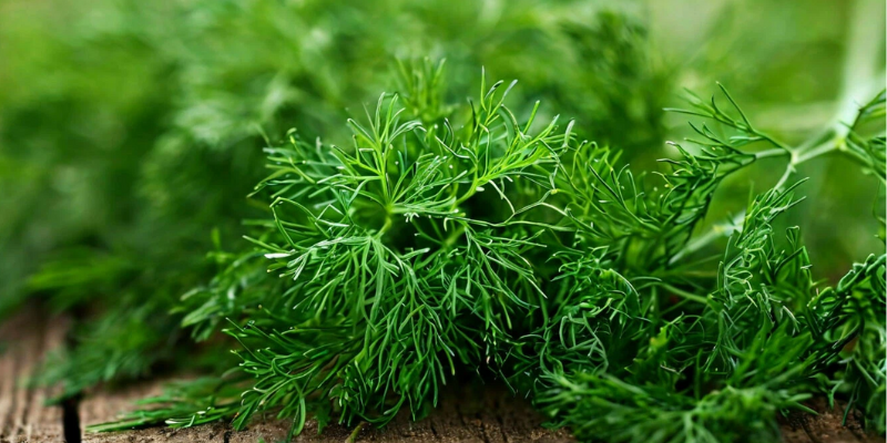 укроп польза