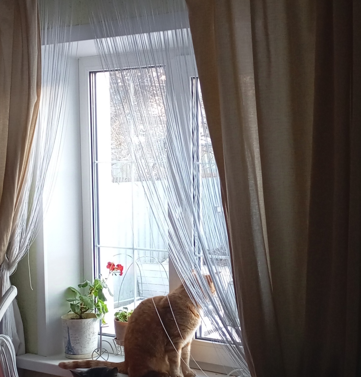 Сенька следит за птичками