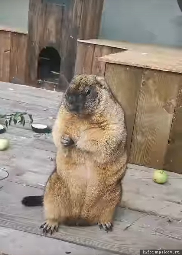 Байбак в подворье