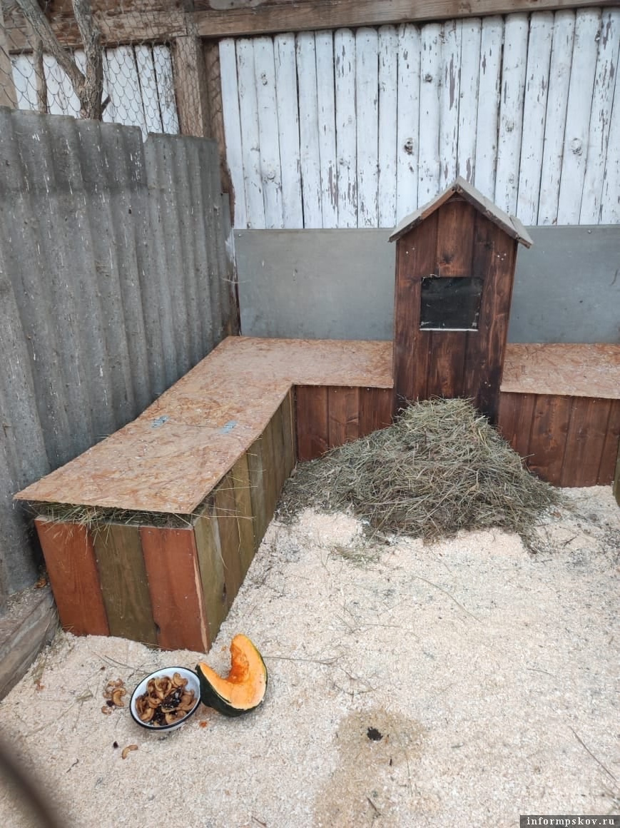 Байбаки легли спать в Псковской области. Фото здесь и далее: группа подворья «Птичий дворик» в соцсети «ВКонтакте»