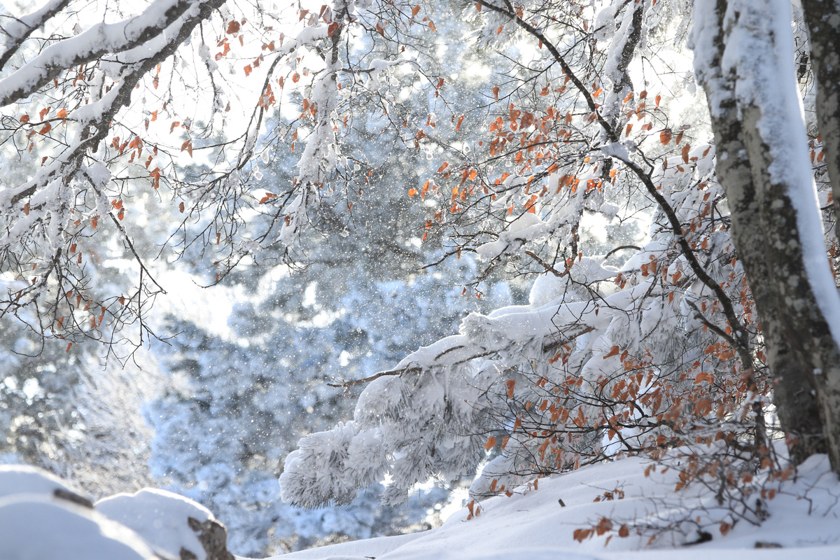 Зима в Крыму // Туристический портал Республики Крым, Сергей Коршунов