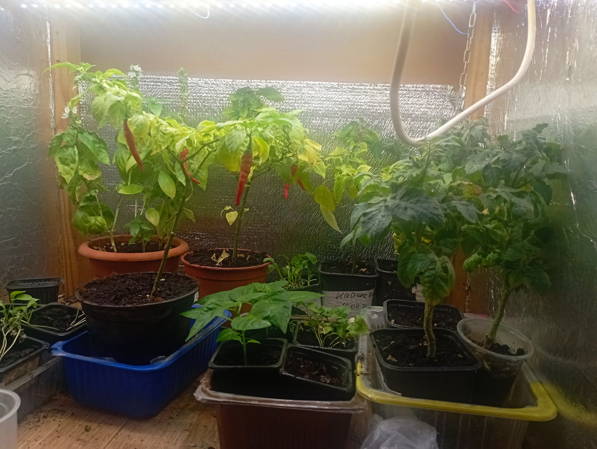 Перцу и томаты сегодня были подкормлены. 