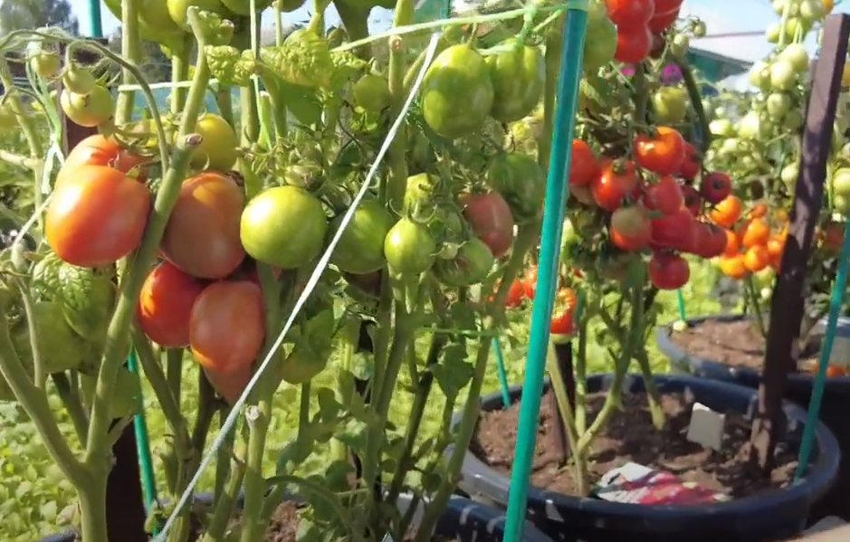  Томаты, которые не требуют пасынкования