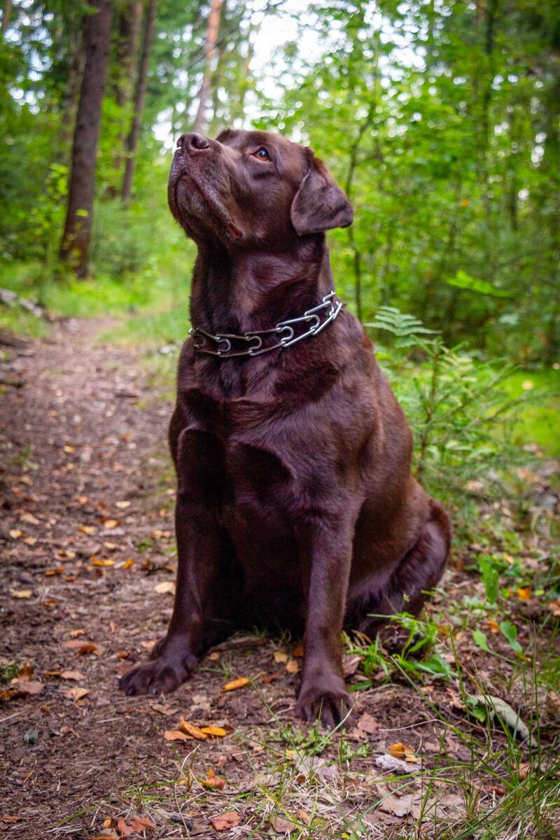 Дабеджу Магнат. Фото: Гордый лесной орел