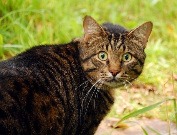 источник Яндекс-картинки