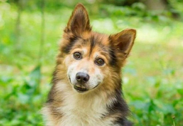 Голосуем за Коржика! Спасенный в Тверской области пес может стать «лицом» Аэрофлота