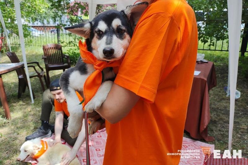    ЕАН / Круглый стол по проблеме бездомных животных прошел в Оренбурге