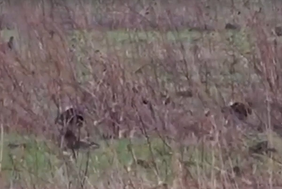    На опубликованных кадрах видно, как проходит процесс токования у пти