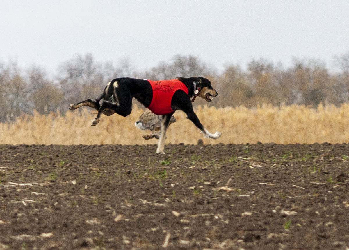 Сэхра Эль Мор Бахт