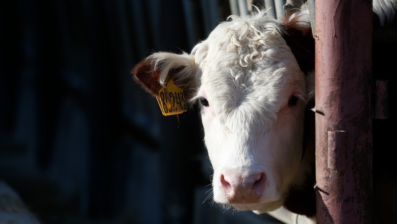      Фото: ИА «Победа26»