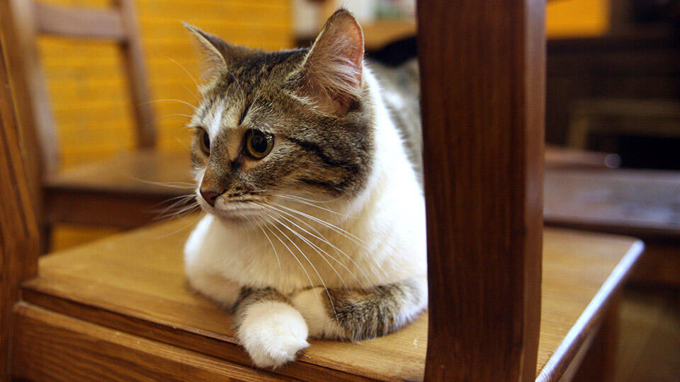 Фото: ИЗВЕСТИЯ/Андрей Эрштрем (из архива)