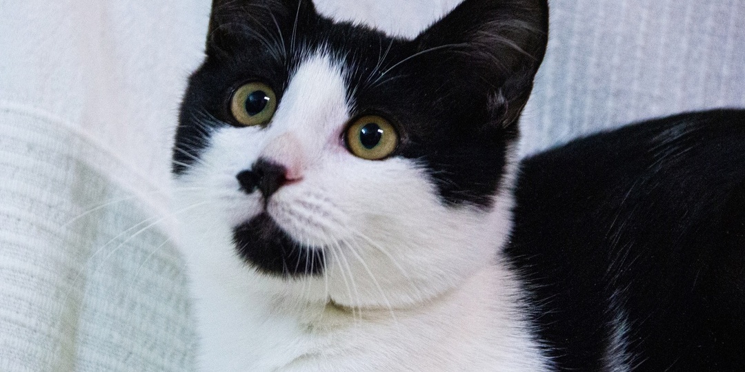 ❗ДОМА❗Котёнок по имени Кредо мечтает о собственном доме 🙏🏻🏠