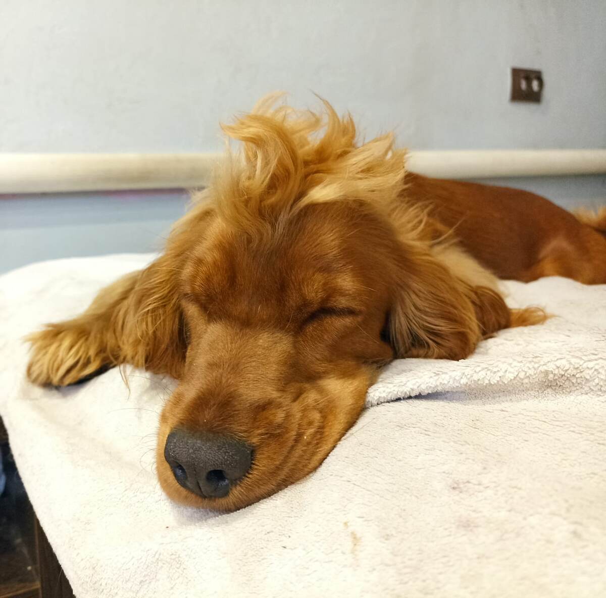 Фото из архива наших питомцев. Марфа.