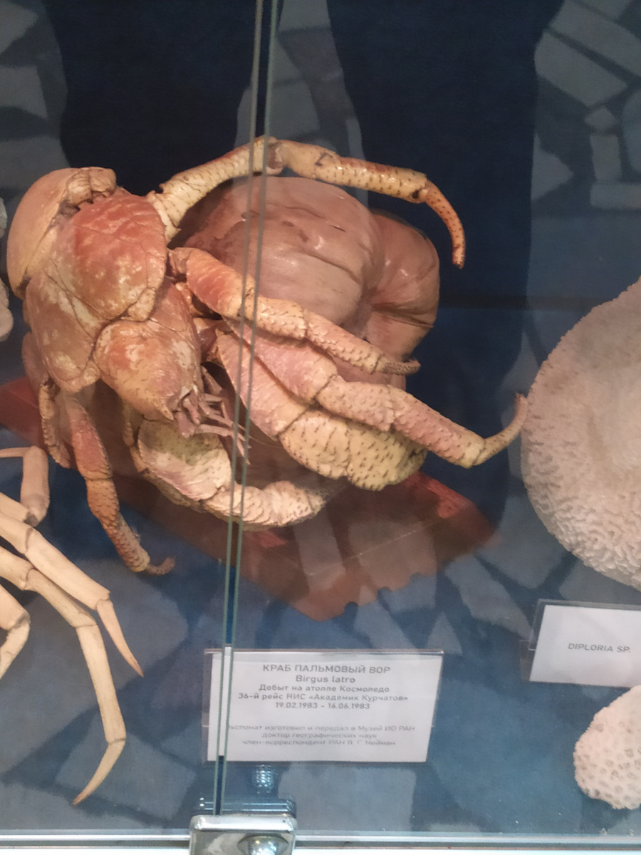  Краб пальмовый вор – привезён из экспедиции 