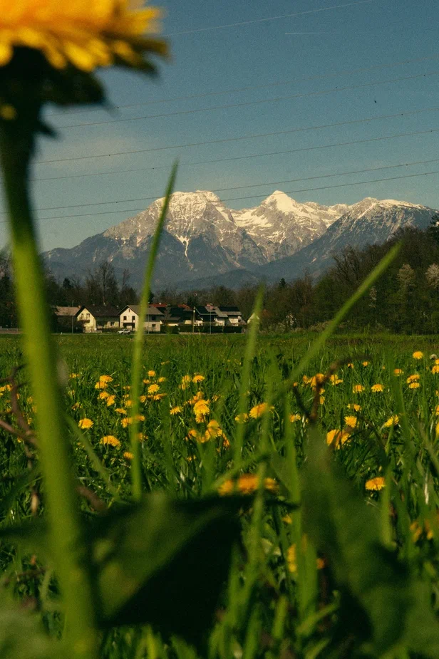 Photo by @forest_gnome3