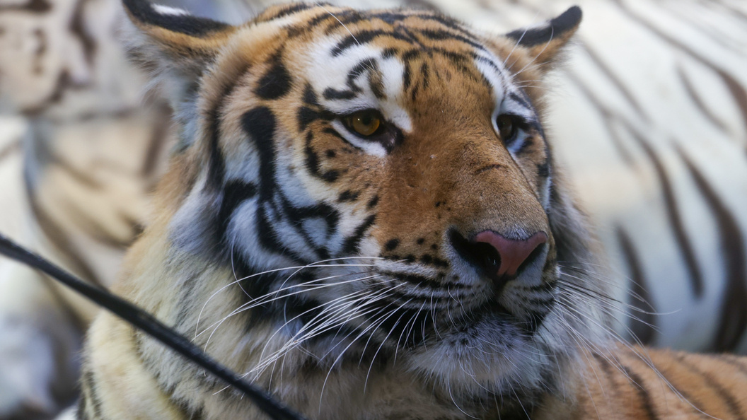    Bulkin Sergey/news.ru