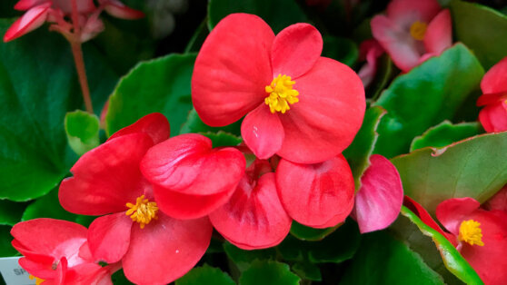    Когда и как правильно пересадить бегонию: совет цветоводам Татьяна Сидорова