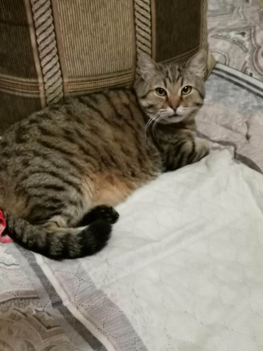 Мой любимф котик Вася