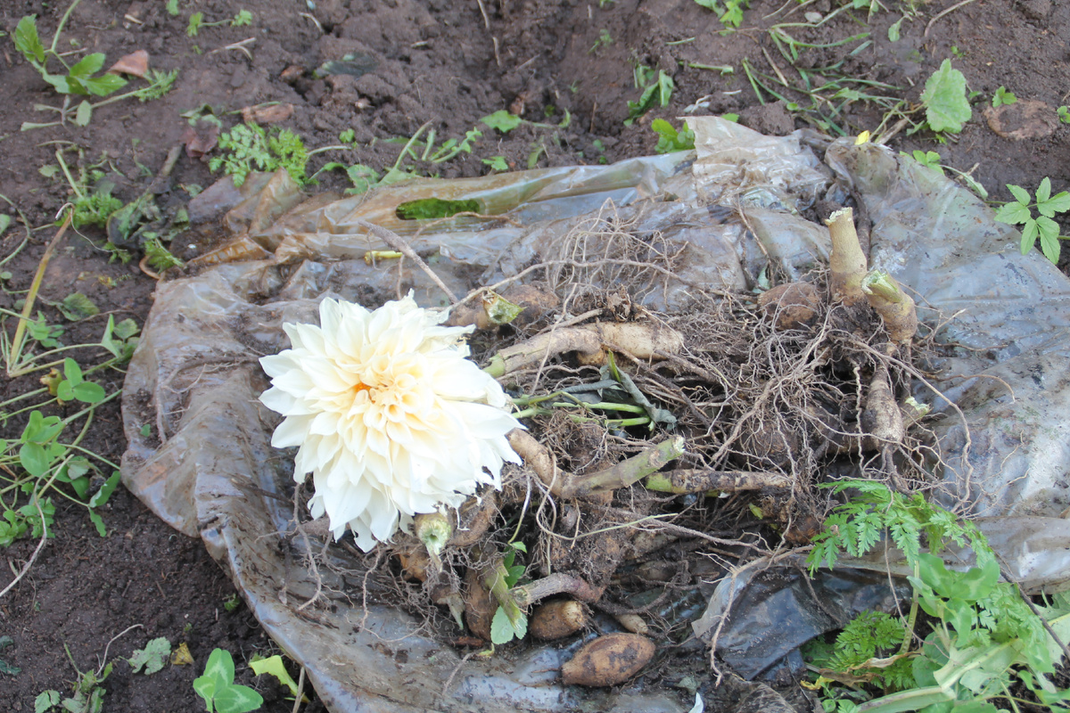 Купил за рубль, а выросло на 15 тысяч. Фото автора.